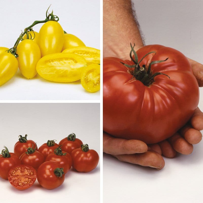 Tomato Heritage Collection Vegetable Plants