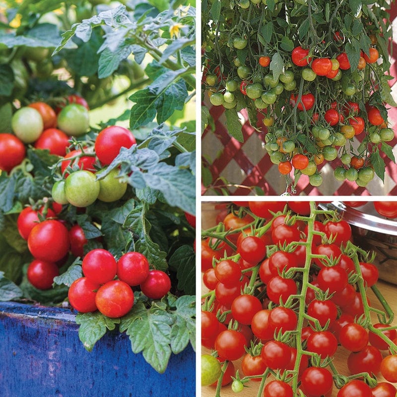 3 x 9cm Potted Plants (LATE) Basket and Container Tomato Plant Collection
