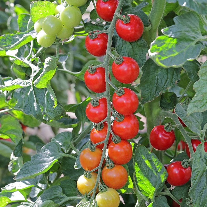 3 x 9cm Potted Plants (EARLY) Tomato (Cherry) Toddler F1 Plants