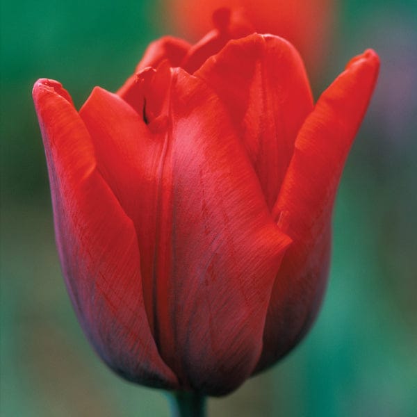 Tulip Coleur Cardinal Bulbs