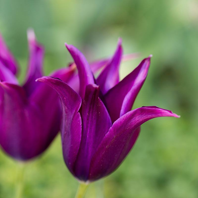 Tulip Purple Dream (Lily-Flowered) Bulbs