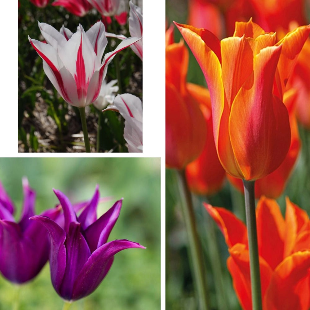 Lily Flowered Tulip Bulb Collection