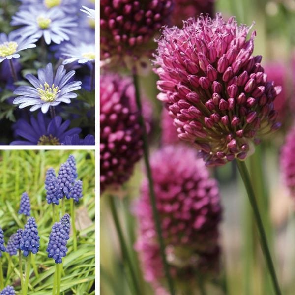 The Blooming Bulb Collection