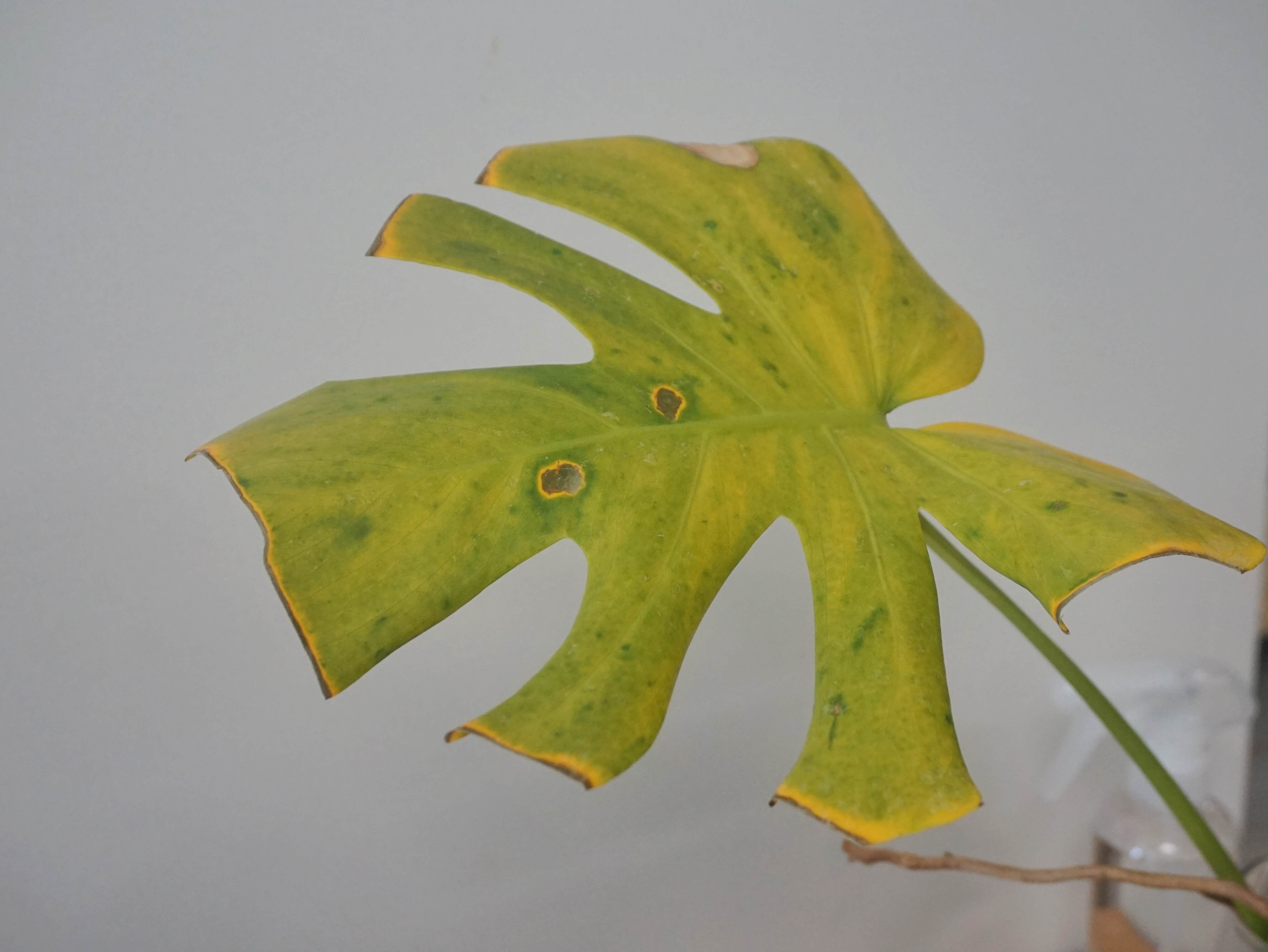 Thrip Nematodes 60sqm