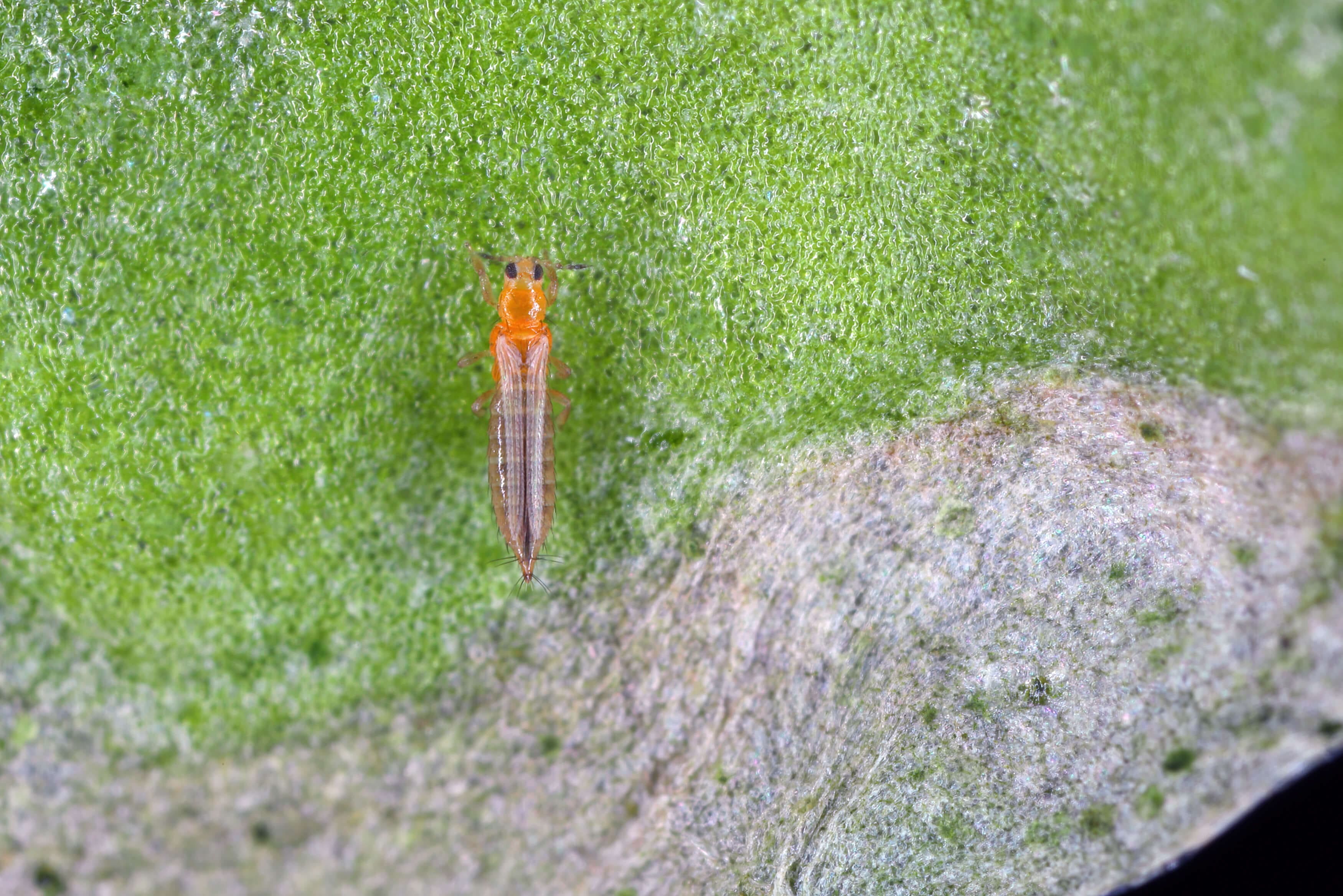 Thrip Nematodes 60sqm