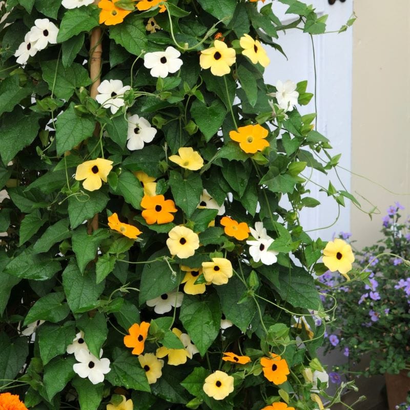 6 x Young Plants, 2 of each Black Eyed Susan (Thunbergia) SunEyes Collection Plants