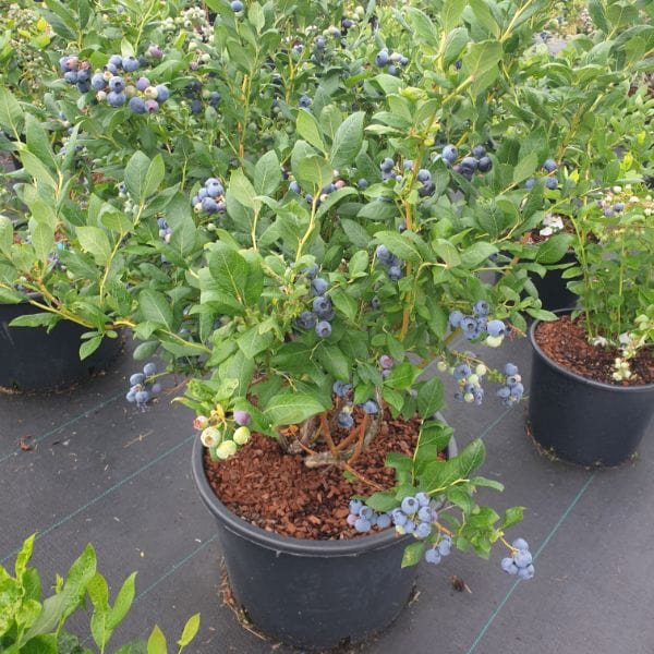 Titanium Blueberry 2ltr Potted Plant