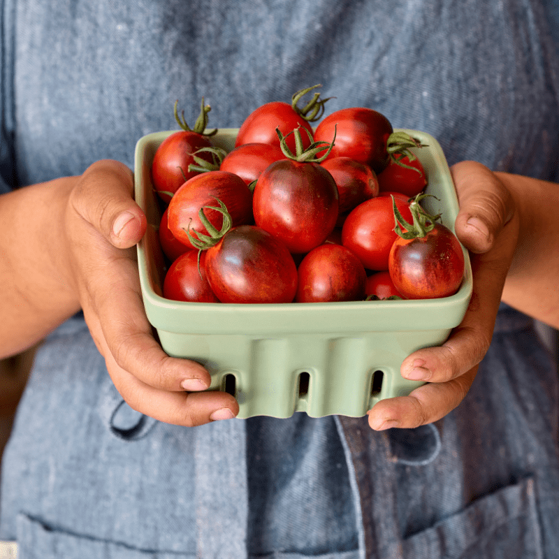 Tomato Black Moon F1 (Standard) Veg Plants
