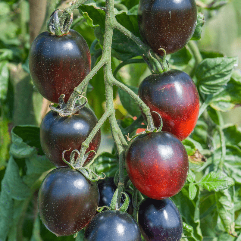 Tomato Black Moon F1 (Standard) Veg Plants