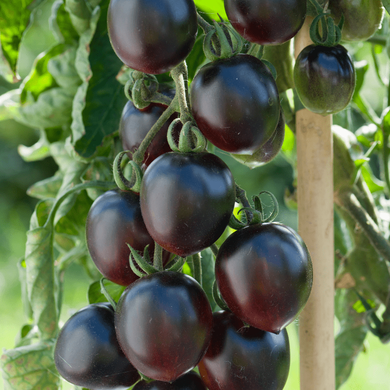 Tomato Black Moon F1 (Standard) Veg Plants