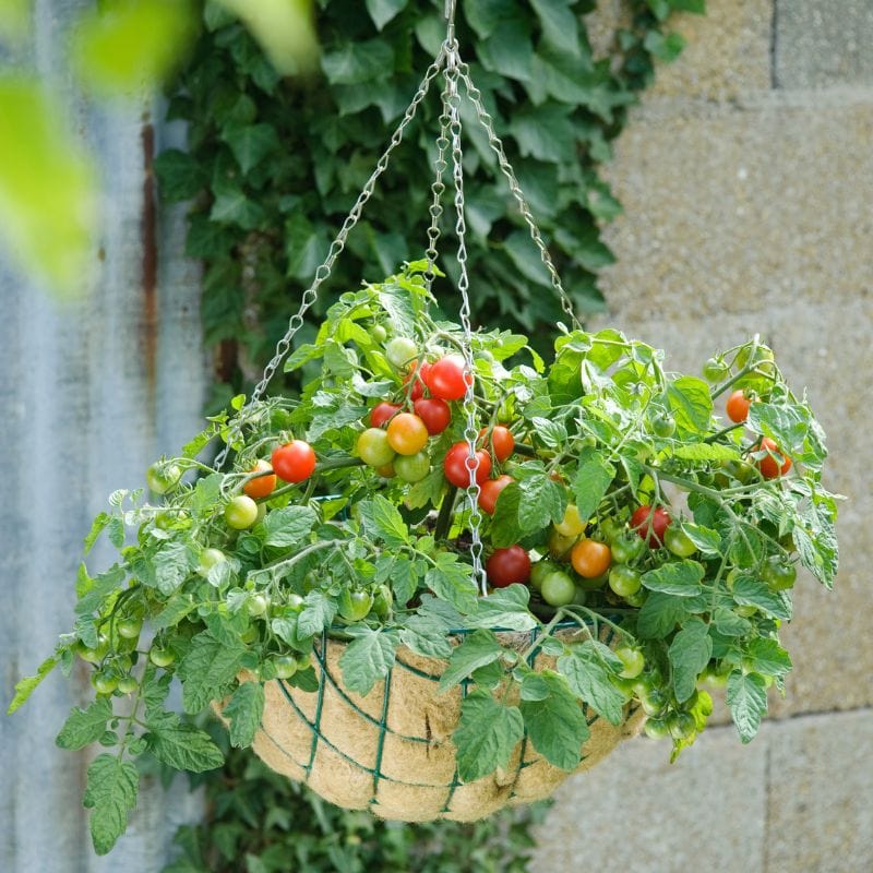 Tomato Terenzo F1 (Cherry) Veg Plants