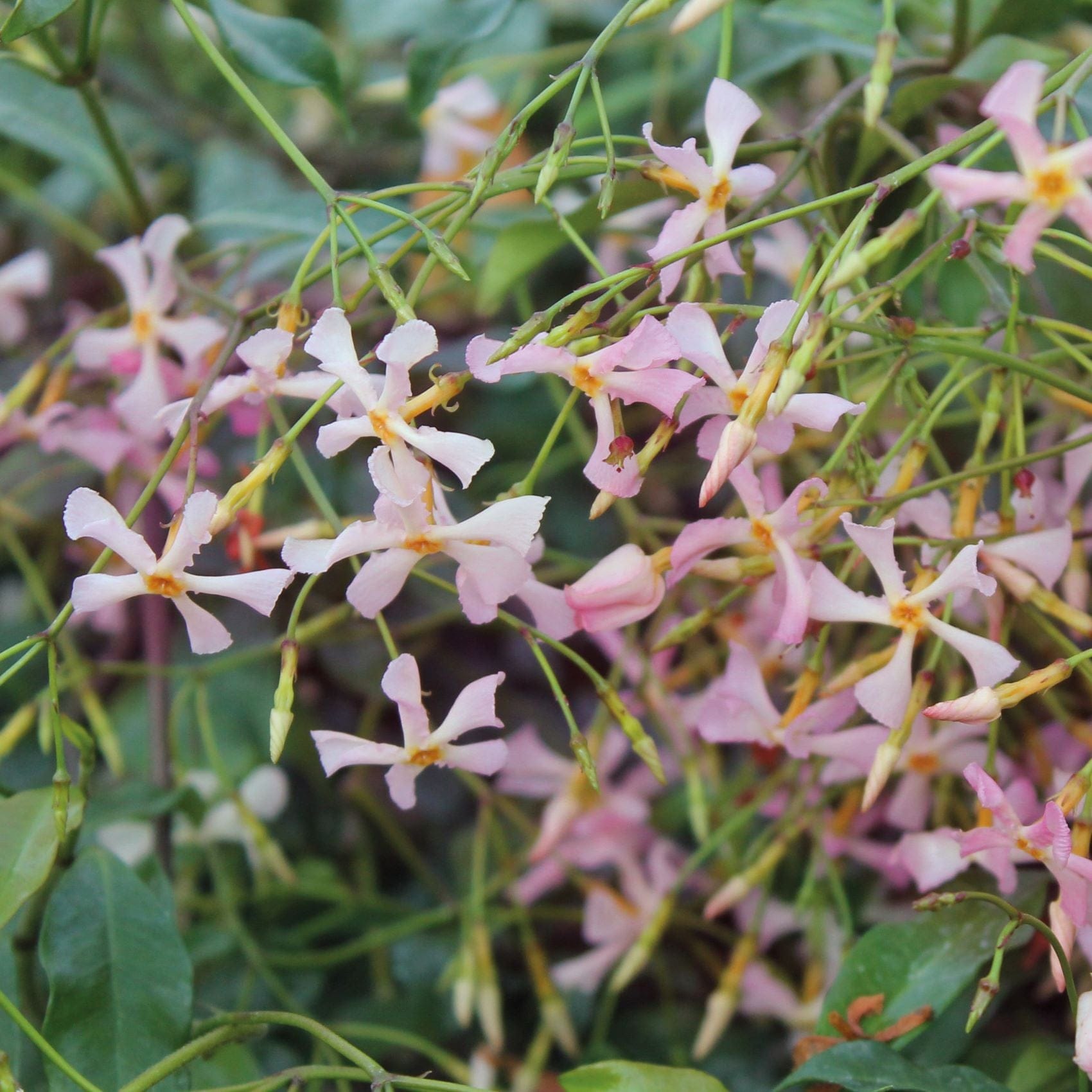 1 x 9cm Potted Plant Trachelospermum asiaticum Pink Showers (Chinese Jasmine) Plants