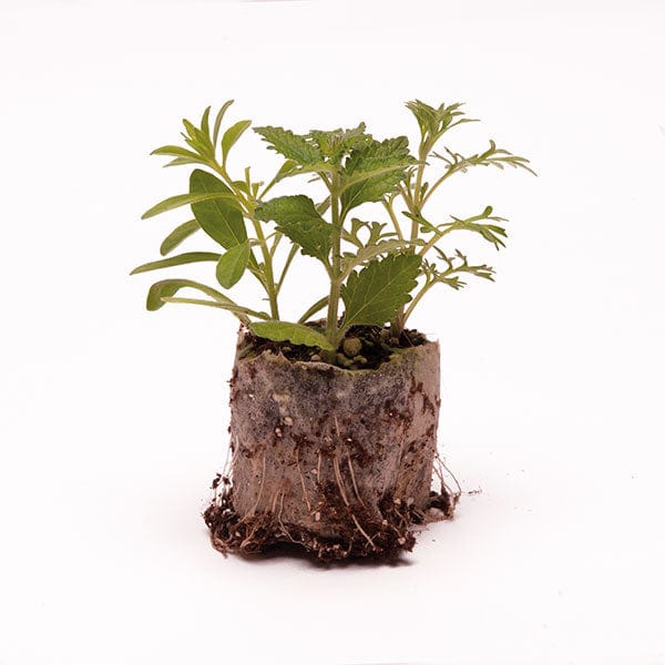 Trixi Cherry Kiss Flower Plants