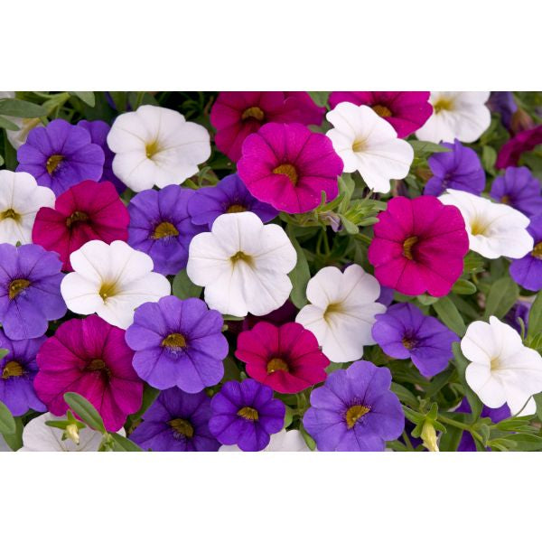 Colorful flowers including purple, pink, and white in a natural setting.