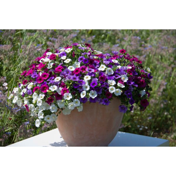 Colorful flower pot with purple, white, and pink flowers on a white surface with a blurred natural background.