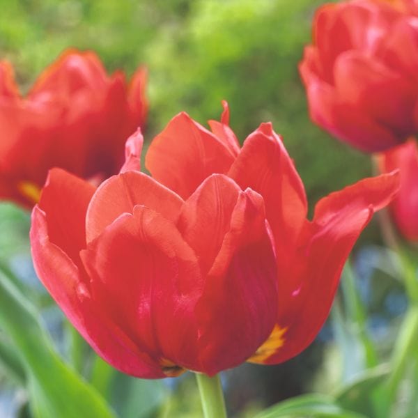 Tulip Abba Flower Bulbs