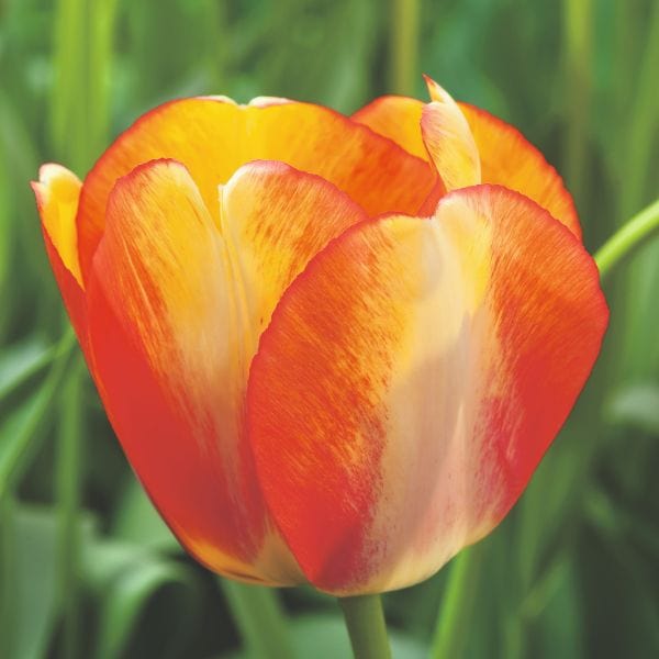 Tulip Beauty Of Spring Flower Bulbs