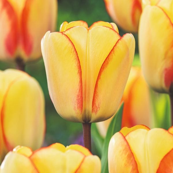 Tulip Beauty Of Spring Flower Bulbs