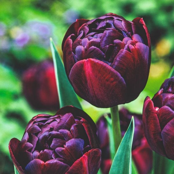 Tulip Black Hero Flower Bulbs