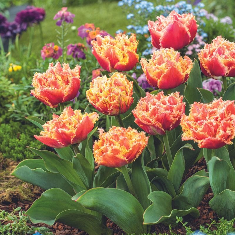 Tulip Brisbane Flower Bulbs