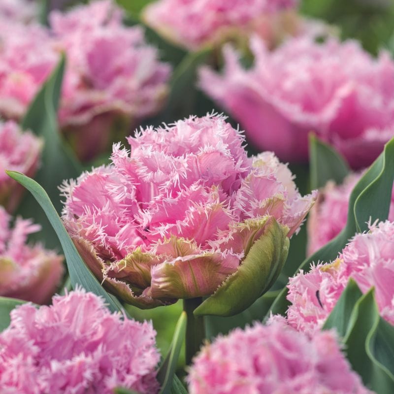 Tulip Cairns Flower Bulbs