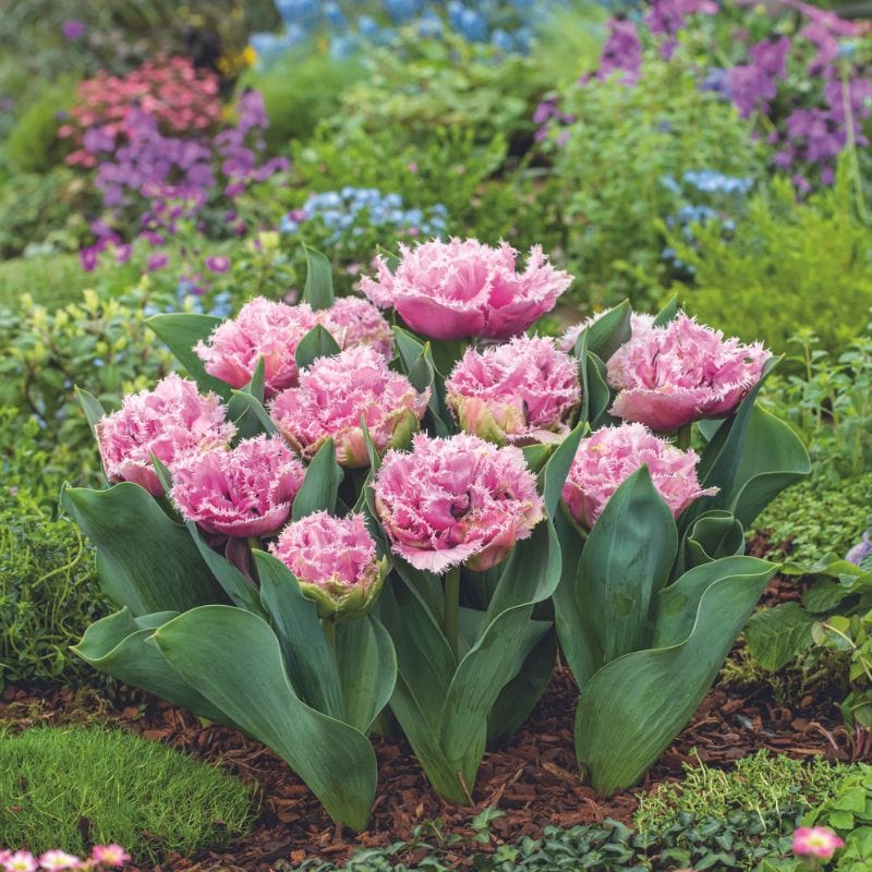 Tulip Cairns Flower Bulbs