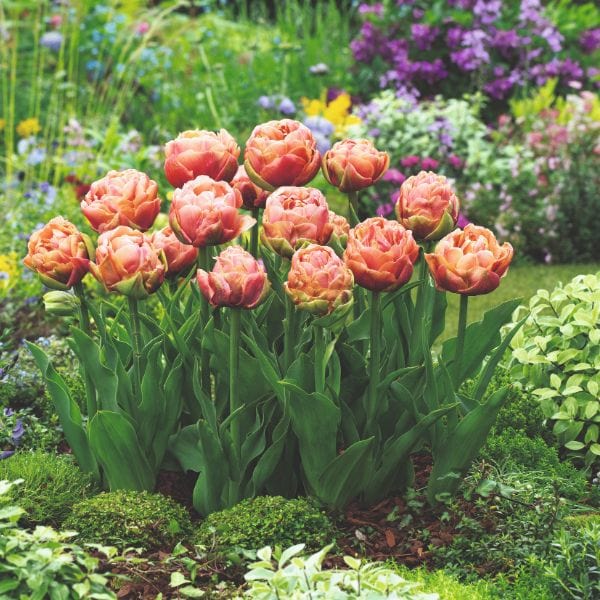 Tulip Copper Image Flower Bulbs