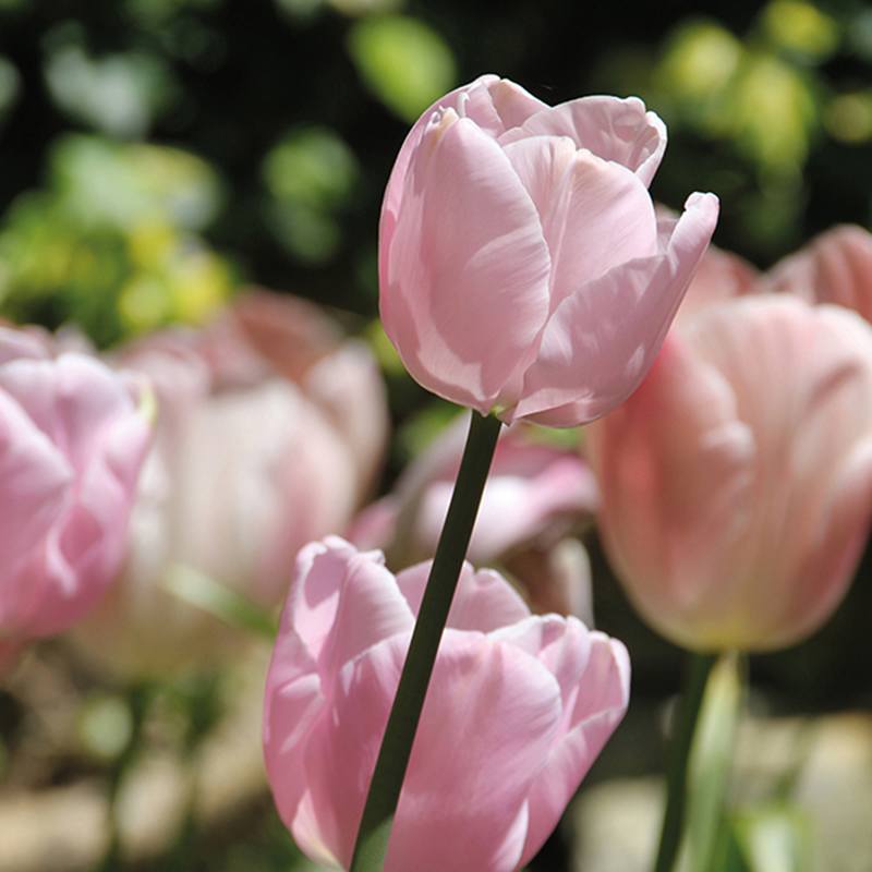 Tulip Pink Diamond & Queen of the Night Bulb Collection