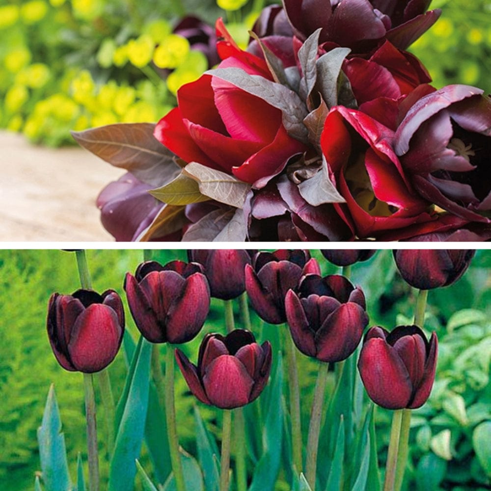 Tulip Queen of the Night & First Star Duo Collection