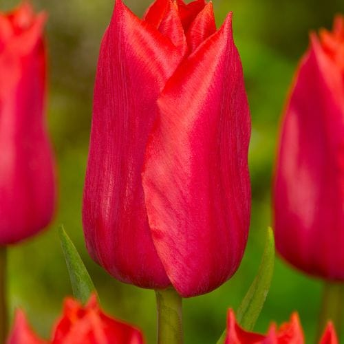 Tulip Red Purissima Flower Bulbs