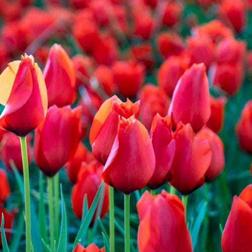 Tulip Red Purissima Flower Bulbs