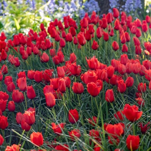 Tulip Red Purissima Flower Bulbs