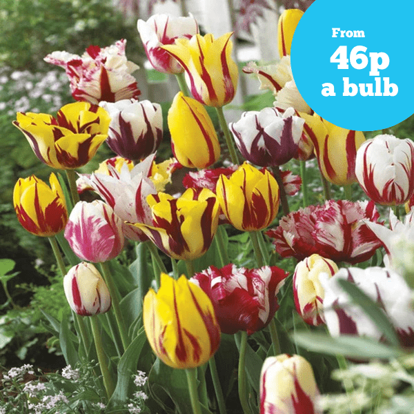 Tulip Rembrandt Mix Bulbs
