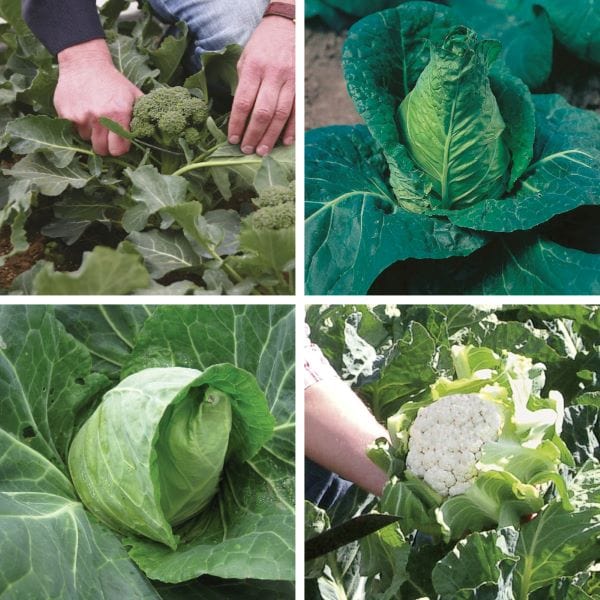 Tunnel and Greenhouse Winter Plant Collection