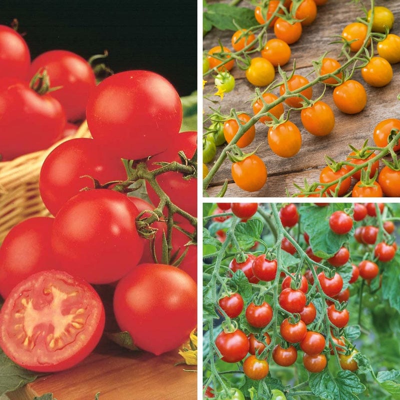 3 x 9cm Potted Plants (LATE) Tomato Indoor Plant Collection