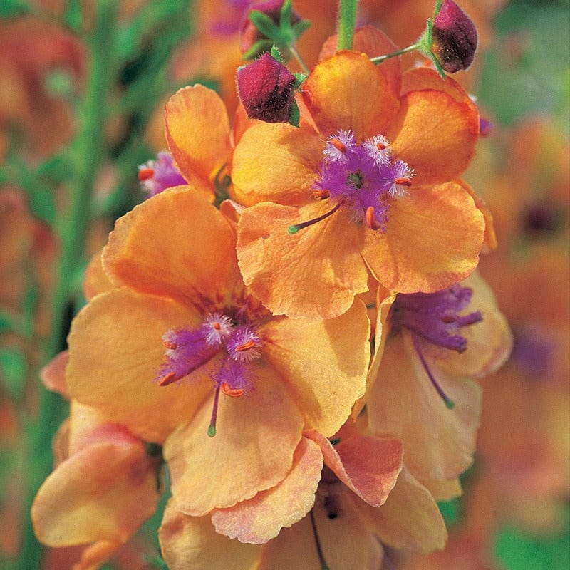 3 Young Plants Verbascum Clementine Flower Plants