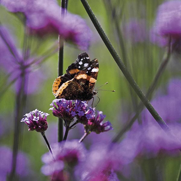 Verbena Bonariensis Flower Plants