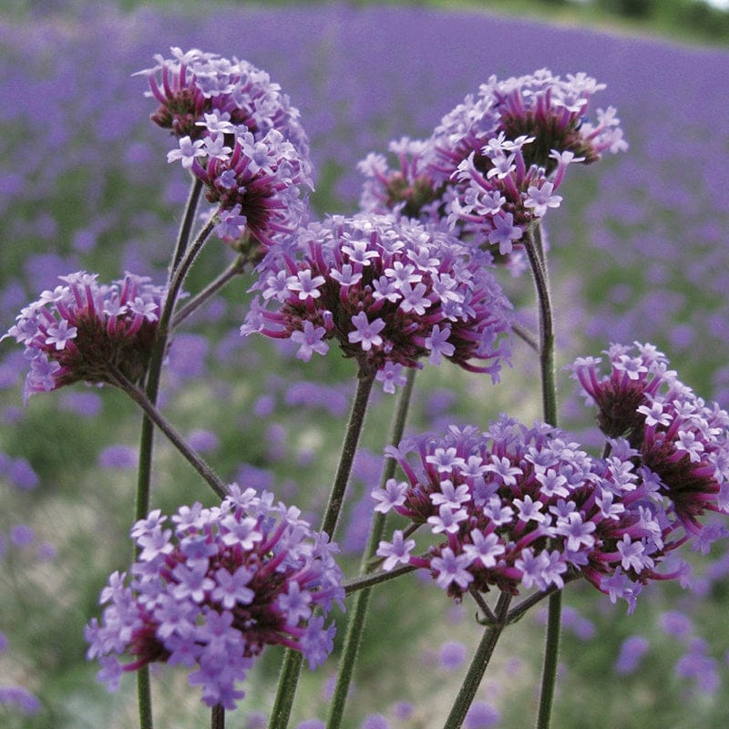 Verbena Bonariensis Flower Plants