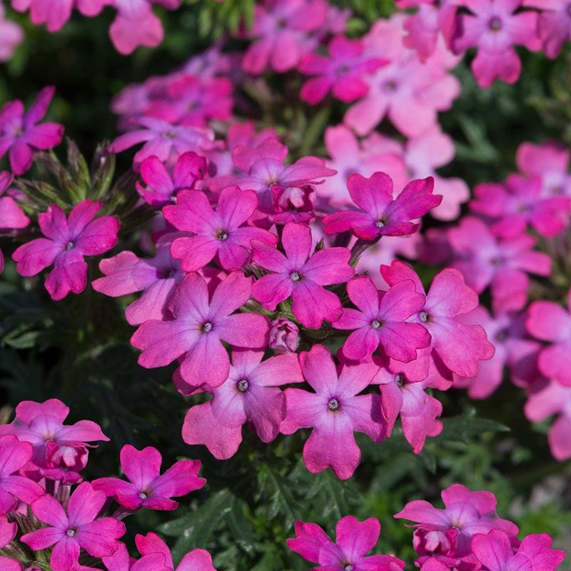 5 Young Plants Verbena Enchantment Hot Pink Flower Plants