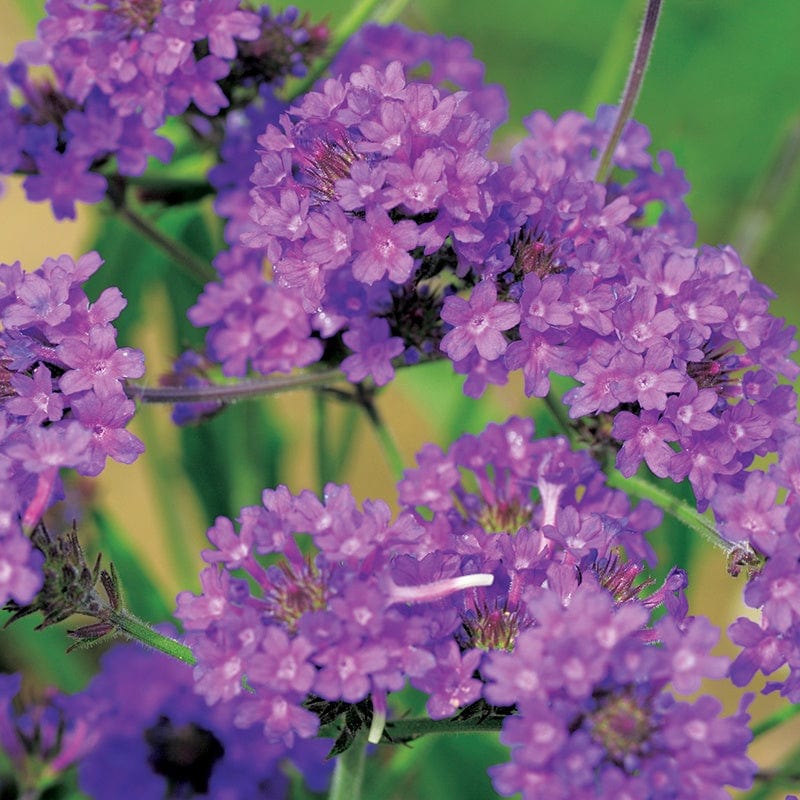 1 x 2L Plant Verbena rigida Flower Plants