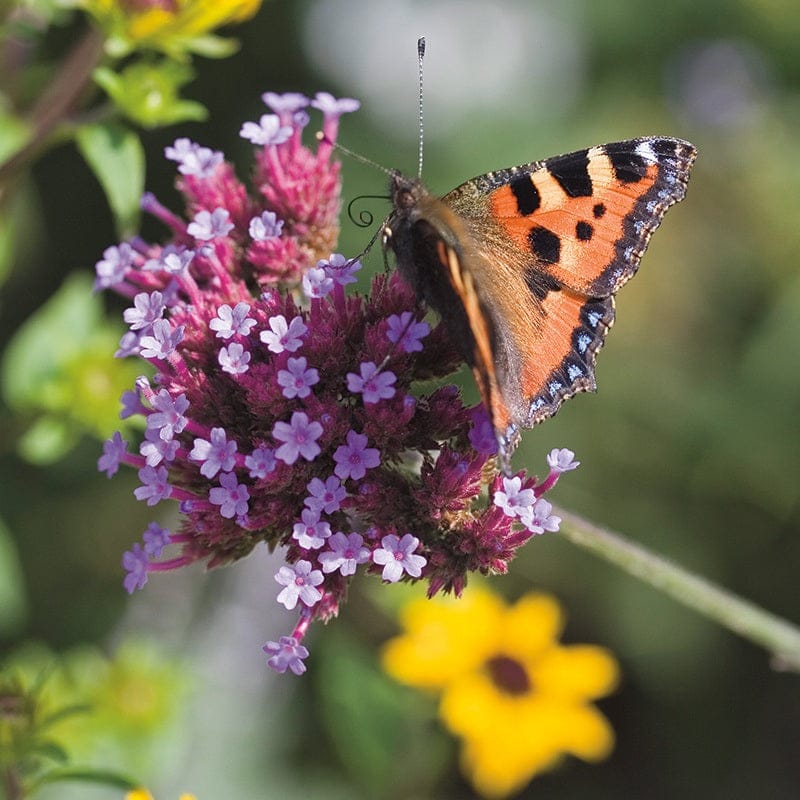 Verbena Bonariensis Flower Plants