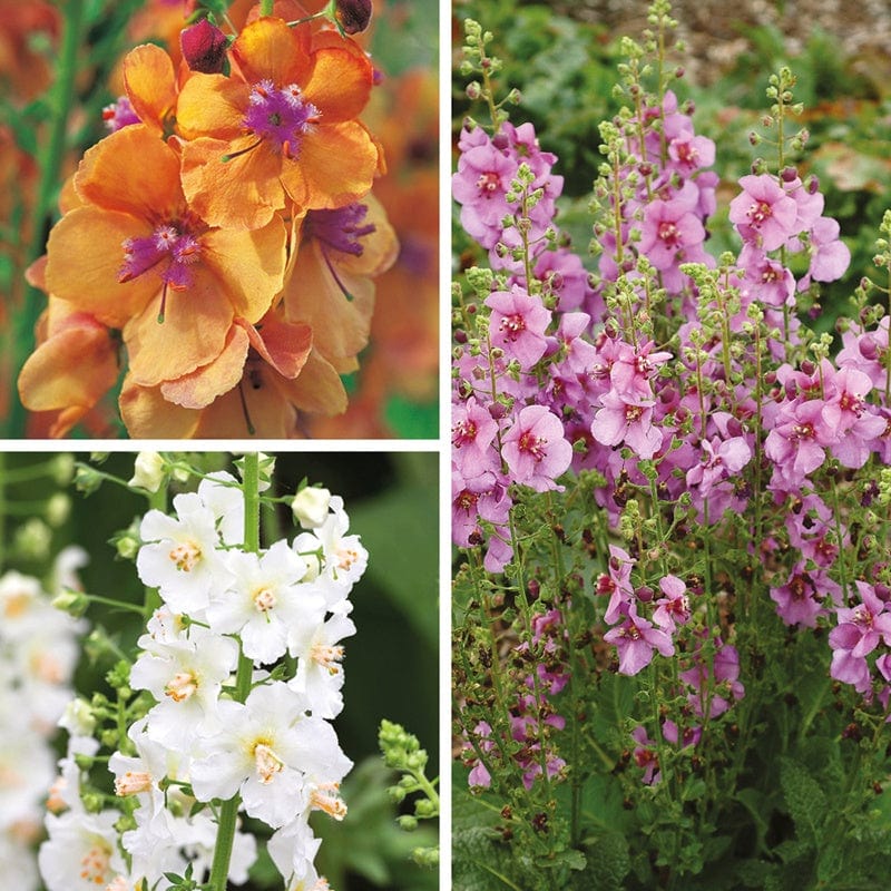 Verbascum Flower Plant Collection