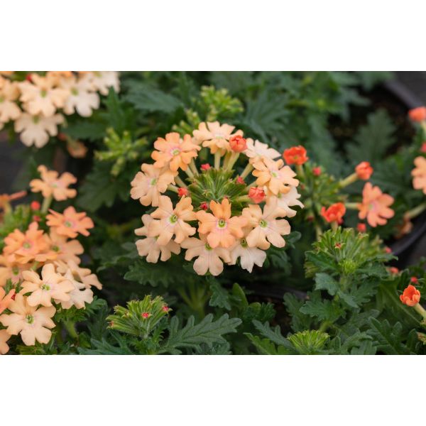 Verbena Vectura Flower Plants Collection