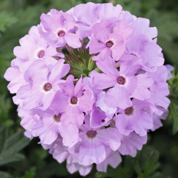 Verbena Vectura Flower Plants Collection