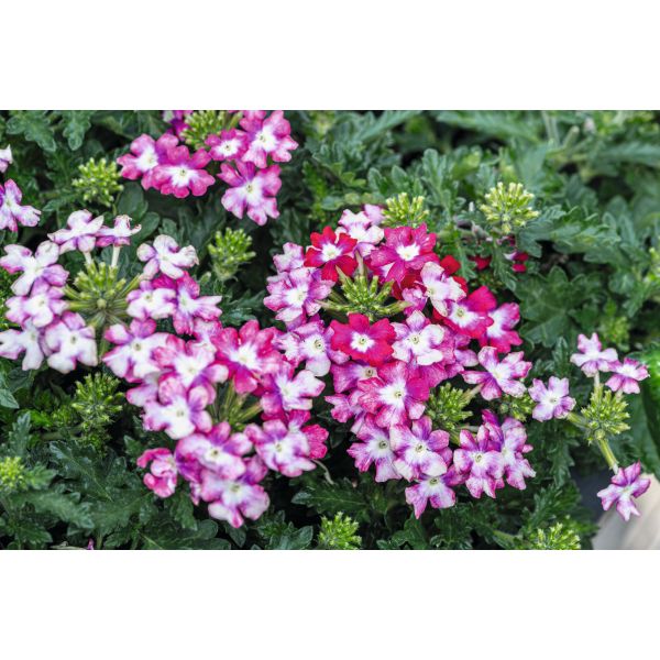 Verbena Vectura Rose Wing Flower Plants