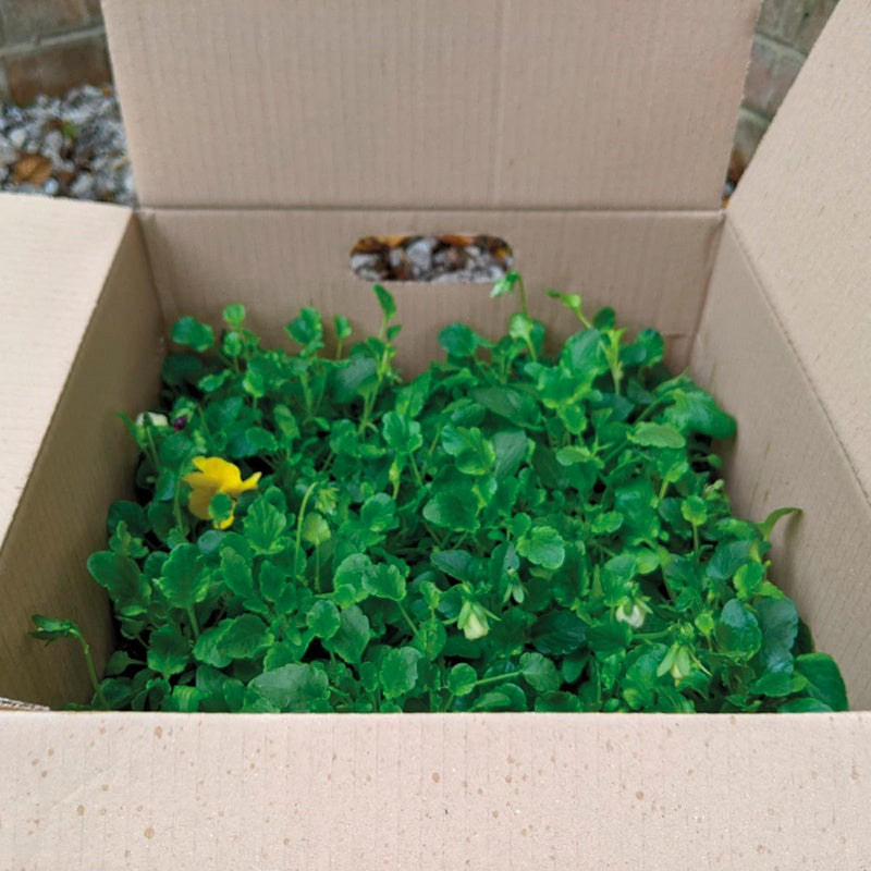 Viola Sorbet Mixed F1 Flower Plants