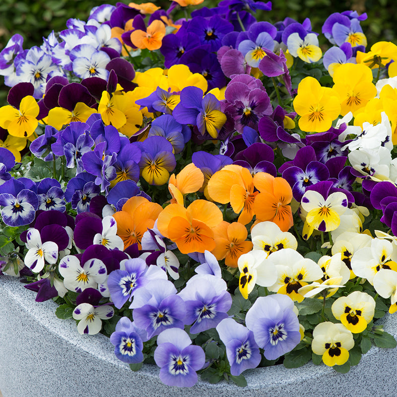 Viola Sorbet Mixed F1 Flower Plants