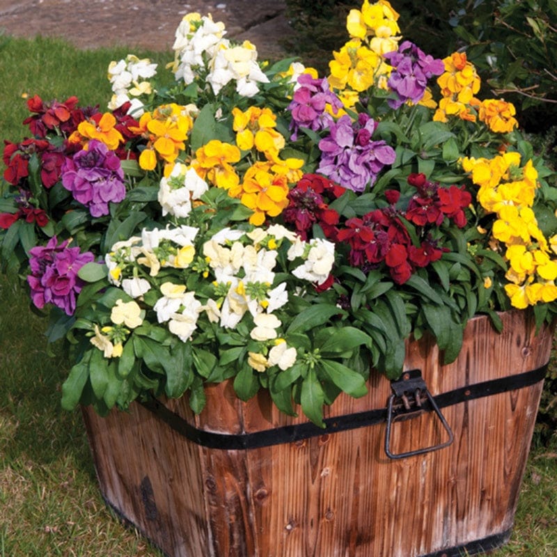 30 Garden Ready Plants Wallflower Sugar Rush Mixed F1 Plants