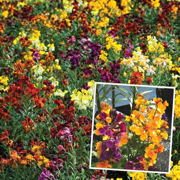 20 bare root plants Wallflower Persian Carpet Mixed Flower Plants