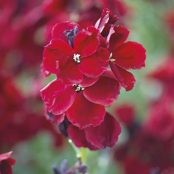 10 bare root plants Wallflower Purple Shades Flower Plants